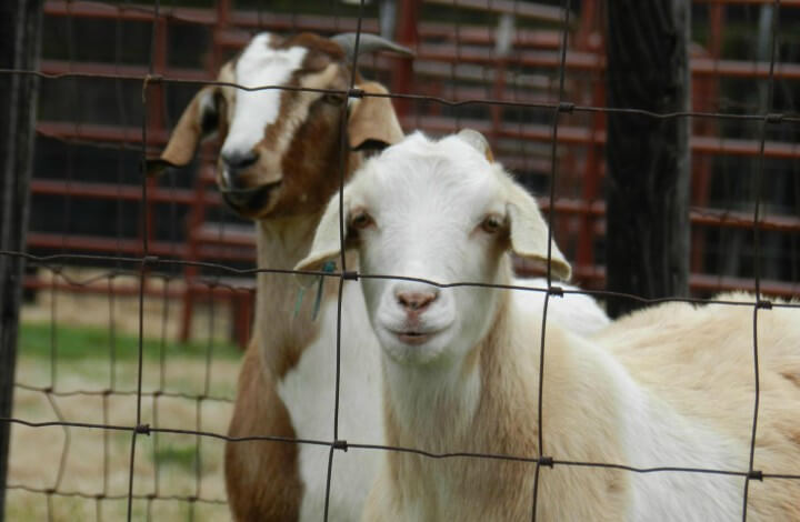 cabrito